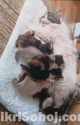 Exotic Adult Female Cat (imported)